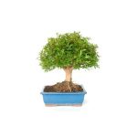 Bonsái 10 años Punica granatum nana