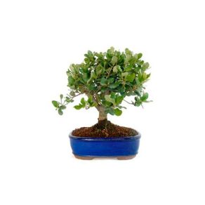Bonsái 9 años Quercus suber