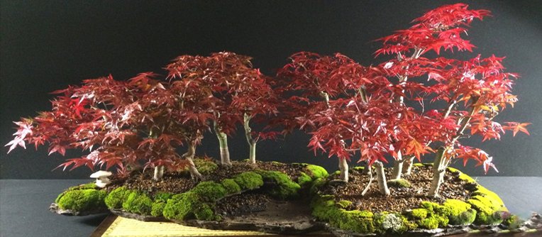 bonsái acer como cuidar