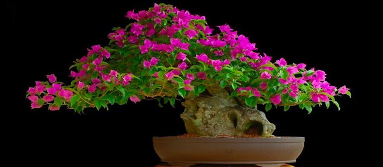 bonsai de flor