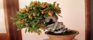 bonsái de frutas fotos