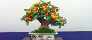 bonsai de frutas