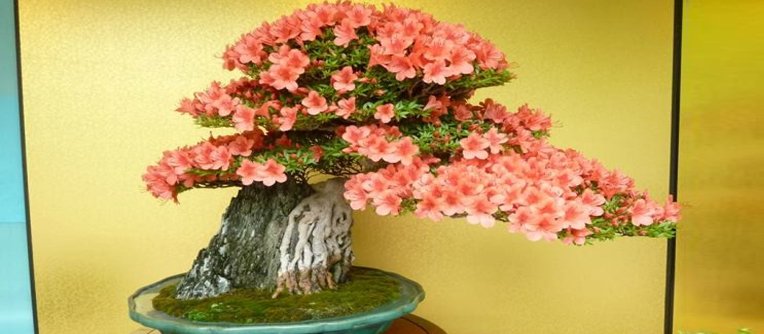 bonsai floricultura
