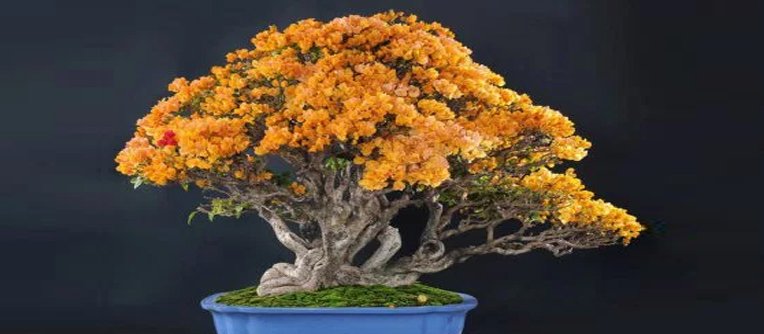 bonsai fruta