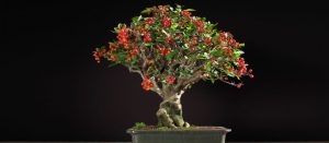 bonsai frutíferas