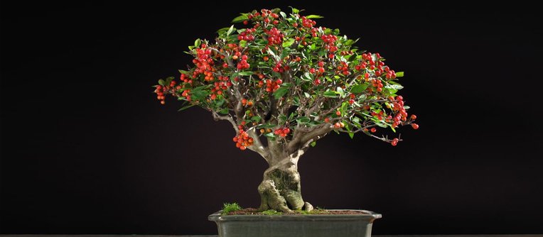 bonsai frutíferas