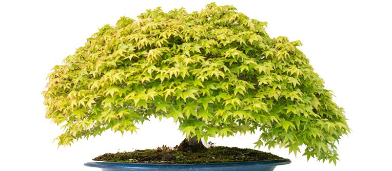 bonsai ideal