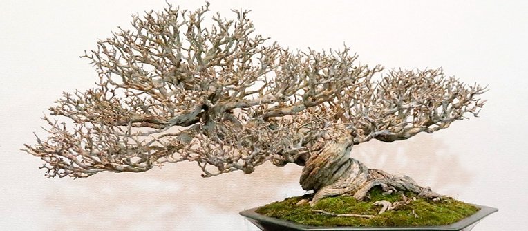 bonsai para principiantes