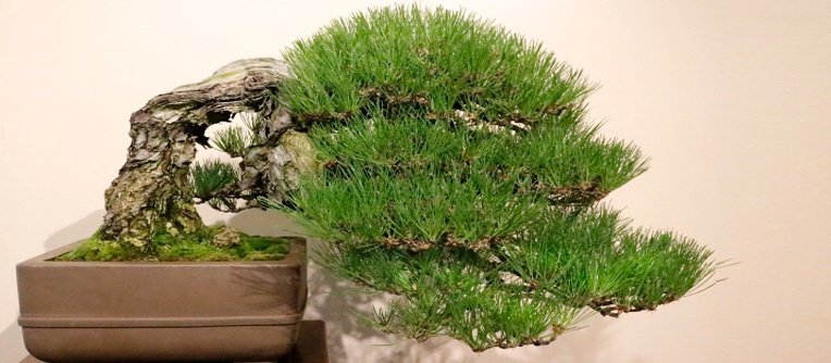 bonsai pequeno