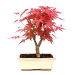Bonsai Acer