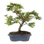 Bonsái 9 años Rhododendron indicum