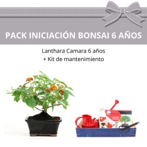 Pack-Iniciacion-Bonsai-Lanthara-camara-6-anos