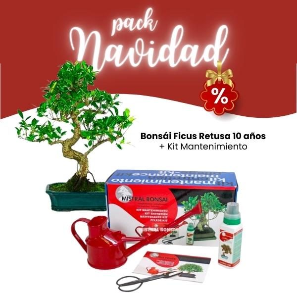 Pack Navidad 2023 Bonsái Ficus 10 años
