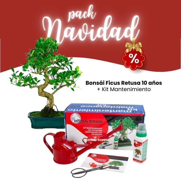 Pack Navidad 2023 Bonsái Ficus 10 años Pack Navidad 2023 Bonsái Ficus 10 años