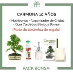 Pack-bonsai-carmona-microphylla-10-anos+plato