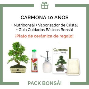 Pack-bonsai-carmona-microphylla-10-anos+plato