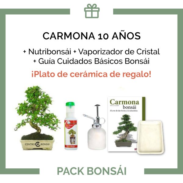Pack-bonsai-carmona-microphylla-10-anos+plato