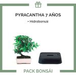 Pack Bonsái Pyracantha 7 años