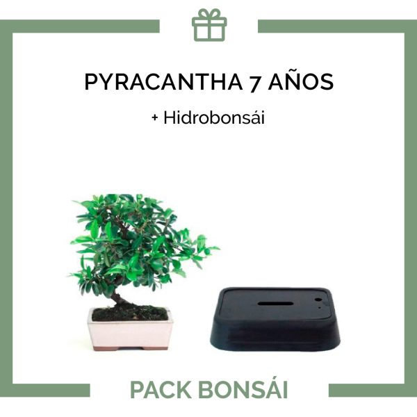 Pack Bonsái Pyracantha 7 años