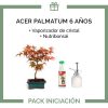 Pack-Iniciacion-Bonsai-acer-palmatum-6-anos
