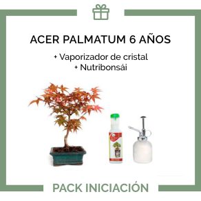 Pack-Iniciacion-Bonsai-acer-palmatum-6-anos