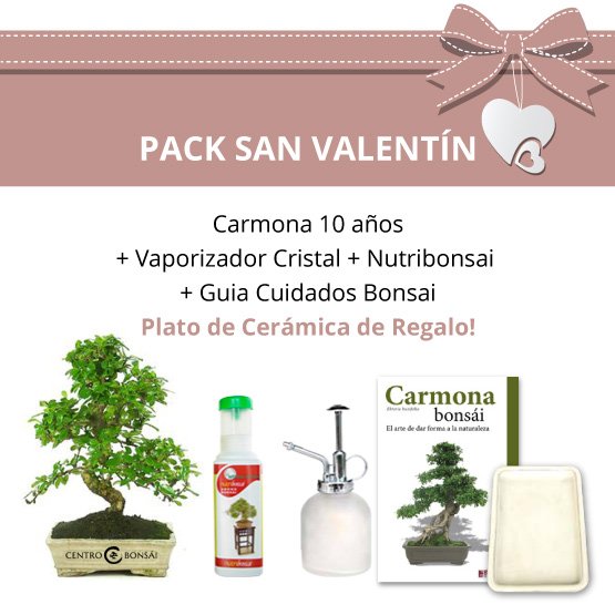 Pack-San-Valentin-Bonsai-10-anos-Carmona