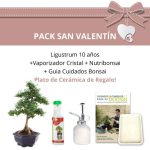 Pack-San-Valentin-Bonsai-10-anos-Ligustrum