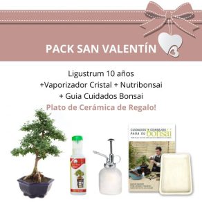 Pack-San-Valentin-Bonsai-10-anos-Ligustrum