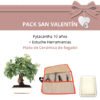 Pack-San-Valentin-Bonsai-12-anos-Pyracantha
