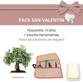 Pack-San-Valentin-Bonsai-12-anos-Pyracantha