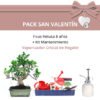 Pack San Valentin Bonsai 8 anos Ficus Retusa