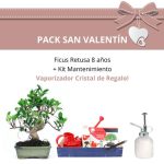 Pack San Valentin Bonsai 8 anos Ficus Retusa