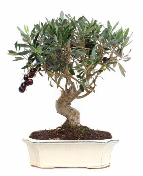 bonsai 12 años Olea Europaea