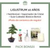 Pack-Bonsai-10-anos-Ligustrum
