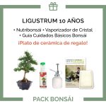 Pack-Bonsai-10-anos-Ligustrum