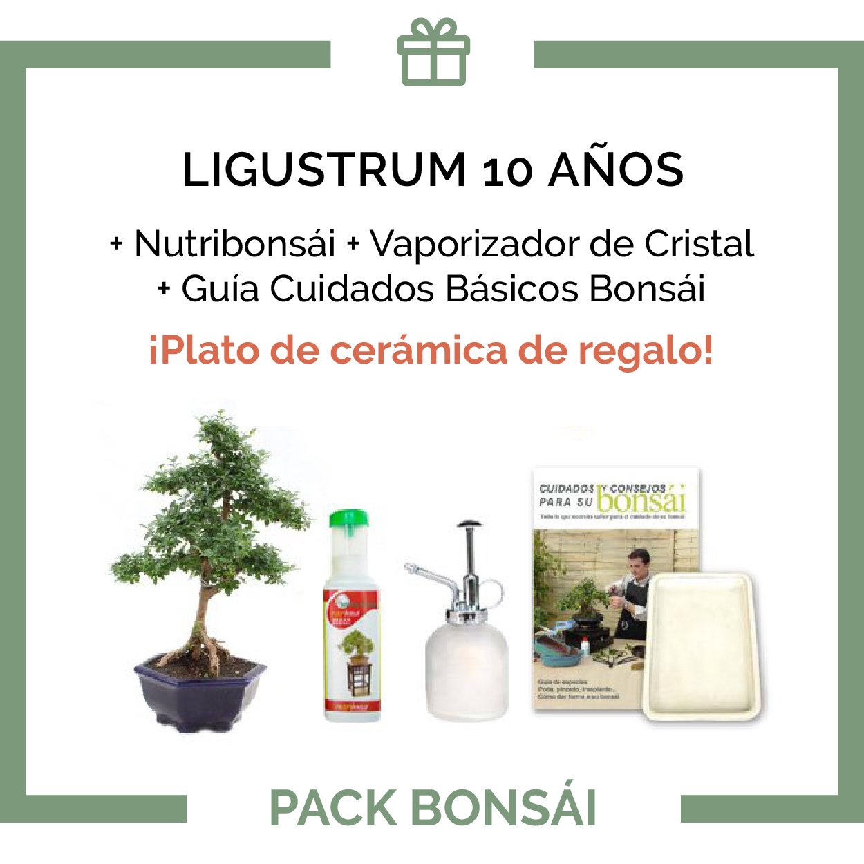 Pack-Bonsai-10-anos-Ligustrum Pack-Bonsai-10-anos-Ligustrum