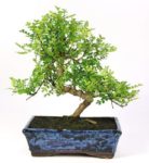 Bonsai 10 anos Zanthoxylum piperitum