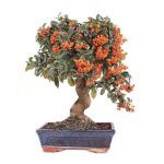 Bonsái 12 años Pyracantha sp. zp-e