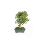 Bonsai-13-anos-Pyracantha-sp.-ZP-E