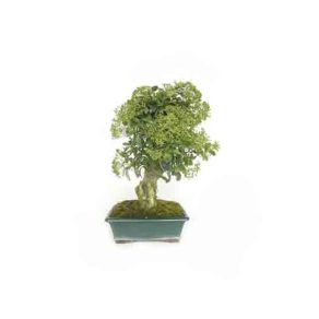 Bonsai-13-anos-Pyracantha-sp.-ZP-E