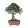 Bonsai-16-anos-Olea-europaea-sylvestris