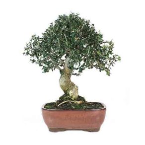 Bonsai-16-anos-Olea-europaea-sylvestris
