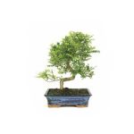 Bonsai-16-anos-Zanthoxylum-piperitum