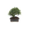 Bonsai-17-anos-Olea-europaea