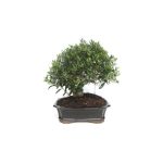 Bonsai-17-anos-Olea-europaea