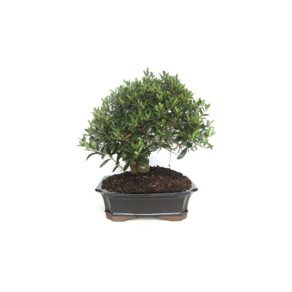 Bonsai-17-anos-Olea-europaea