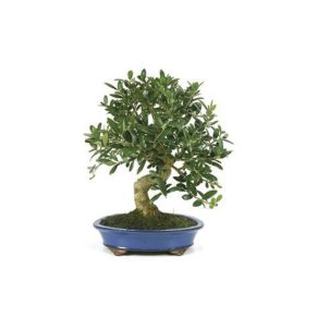 Bonsai-18-anos-Olea-europaea-sylvestris