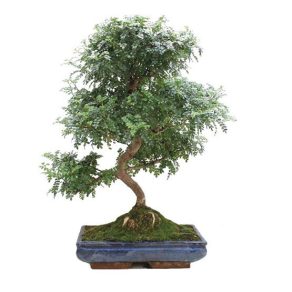 Bonsai-23-anos-Zanthoxylum-piperitum