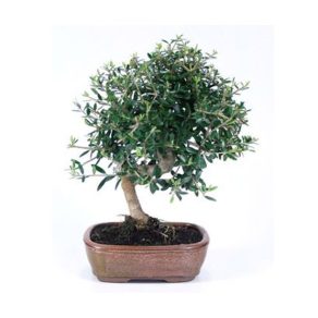 Bonsái 7 años Olea europaea sylvestris