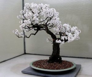 bonsái cerezo japonés